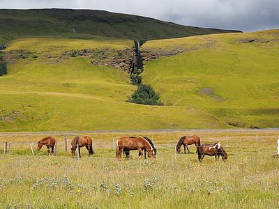 Island, priroda, fjord, konj, zelena, krajolik, livada