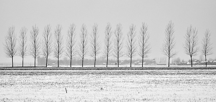 boom, Avenue, op het platteland, zwart-wit fotografie
