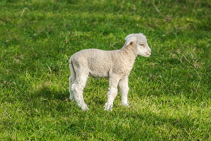 sheep, chick, farm, spring, nature, grass, lamb