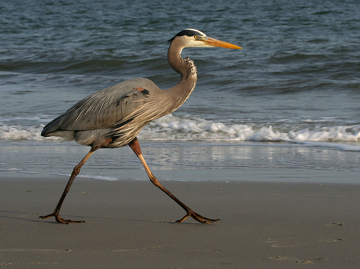 Blue heron, grote, strand, wandelen, dieren in het wild, vogel, natuur