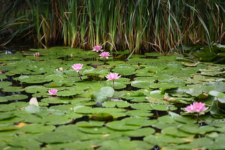водна лилия, цветя, езерото, градини, Кордоба, цветна вода, Градина
