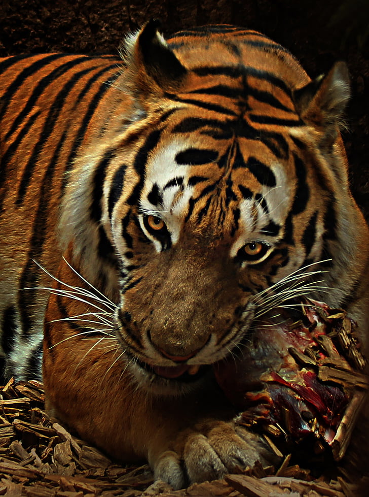 tiiger, toidu, kass, kiskjaliste, eluslooduse fotograafia, ohtlike, Predator