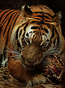 Тигър, храна, котка, месоядни, дива природа фотография, опасни, Хищникът