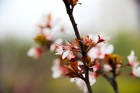 flor de Prunera, tardor, l'hivern, anyada, fusta, flor del cirerer, natura
