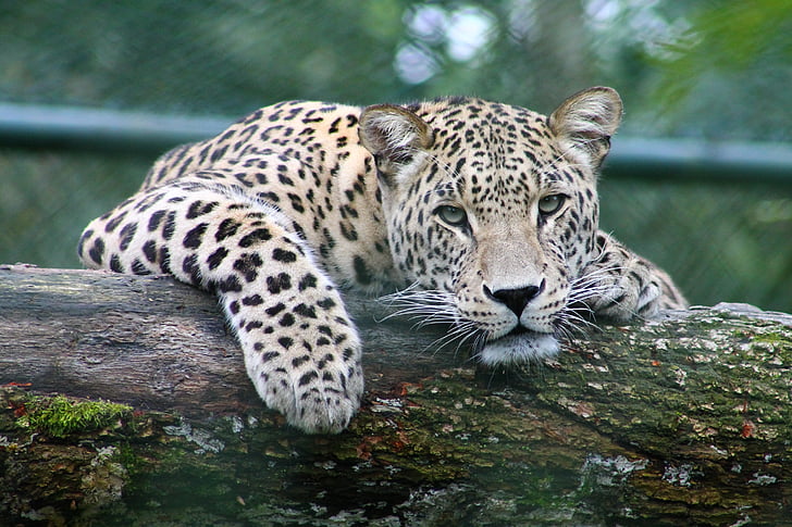 mamífero, predador, Leopard, animal, gato, jardim zoológico, vertebrado
