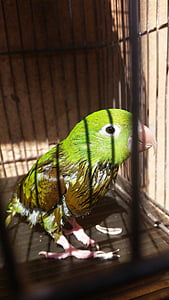 pták, papouška, zelená
