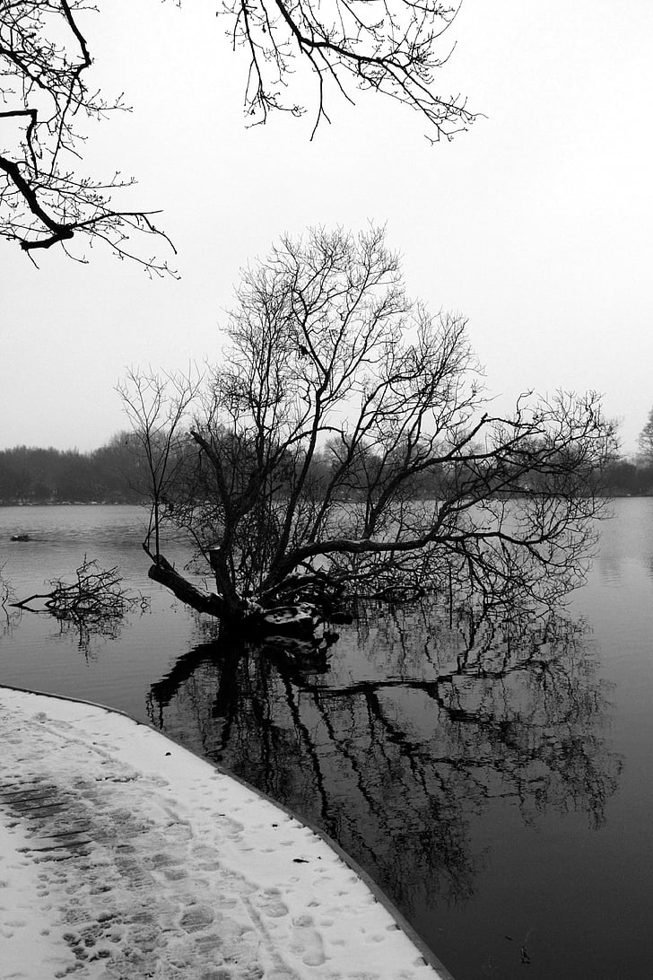 tree, snow, bridge, black white, lake