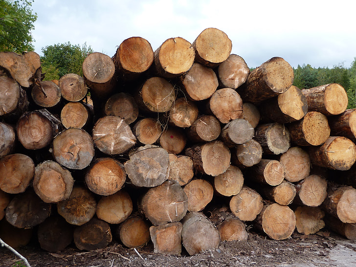log, pinus, kayu, kayu, melihat mill, batang pohon