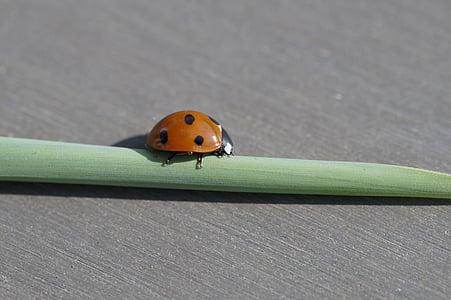 ladybug, beetle, insect, red, points, luck, lucky charm