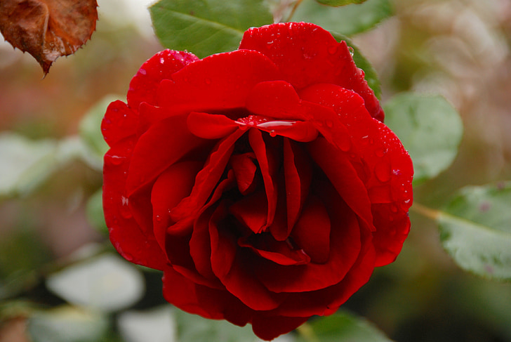 ruže, Záhrada, láska