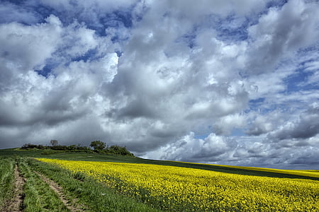 field, agricultural, clouds, france, cereals, nature, summer