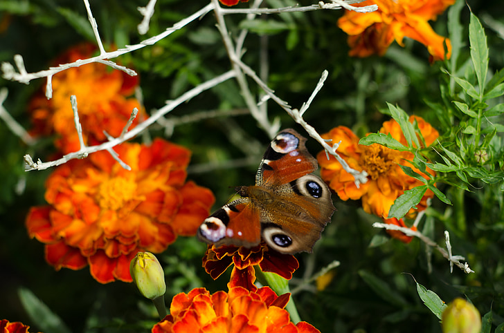 motýl, oranžová, květ, hmyz, Příroda, barevné, zahrada