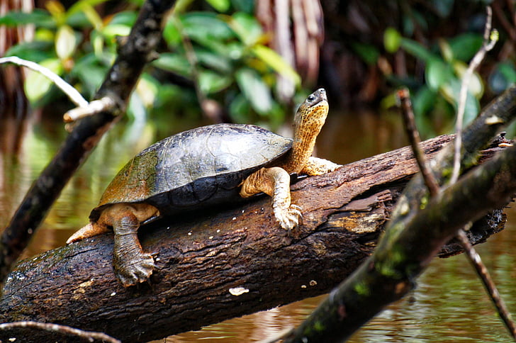 χελώνα, Ποταμός, Tortuguero, ζώο, ερπετό, φύση, άγρια φύση