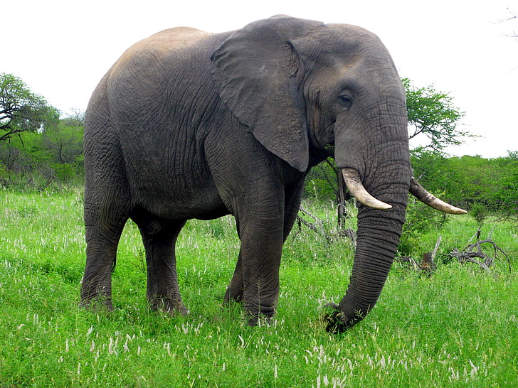 elefante, África, animal, safári, vida selvagem, natureza, animais do Safari