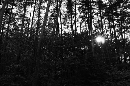 árvores, raios solares, luz de fundo, preto e branco