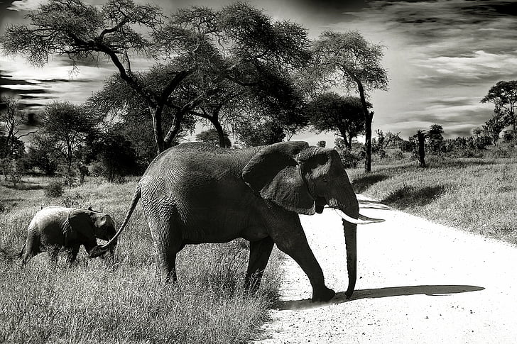 слон, бебе слон, животните, пустинята, Национален парк, Хобот, Африка