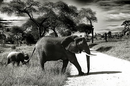 Słoń, słoniątka, zwierząt, bezdroża, park narodowy, Trąba, Afryka