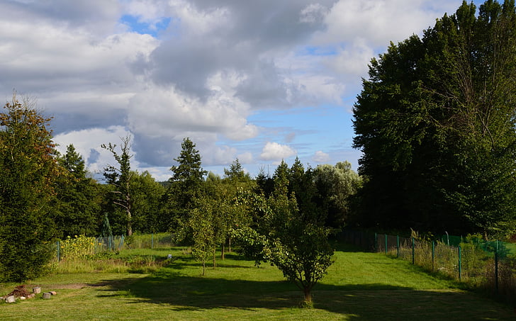 zelená, strom, zahrada