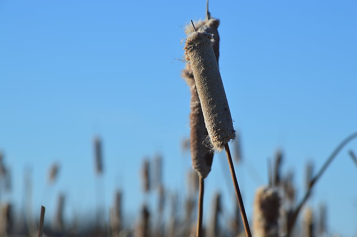 cattail, reeds, nature, sky, blue, prairie, plant