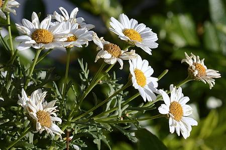 daisies, flowers, white, yellow, bloom, composites, asteraceae