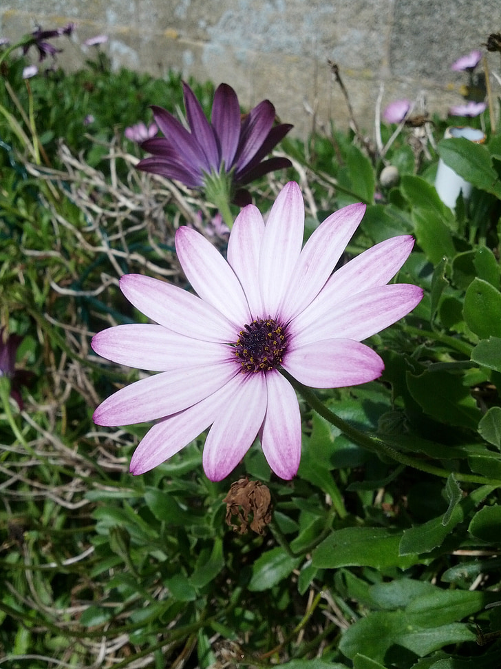 Blume, violett, Natur, Marguerite