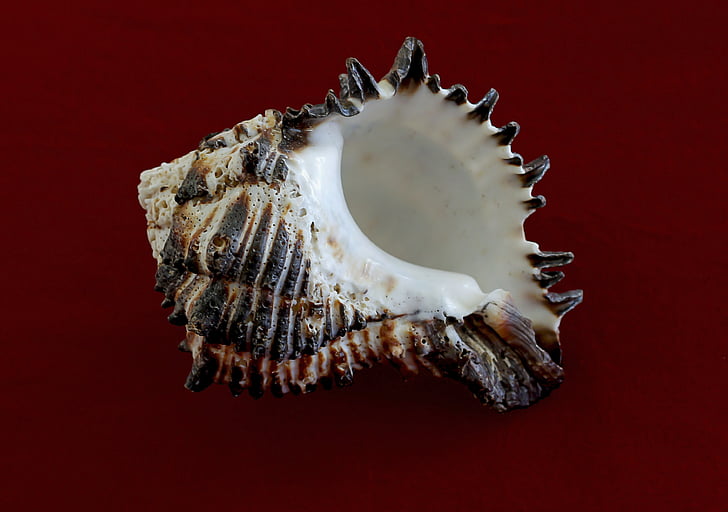 Conch, Murex endivie, dyr, molluskler, gastropod, muslingeskaller, Sea snail