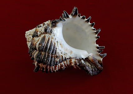 cargol de mar, escarola Murex, animal, mol·lusc, gastropod, conquilles, cargol de mar