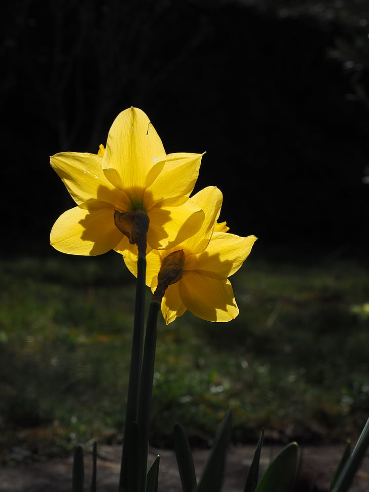 daffodils, flowers, yellow, spring, narcissus pseudonarcissus, daffodil, amaryllis plant