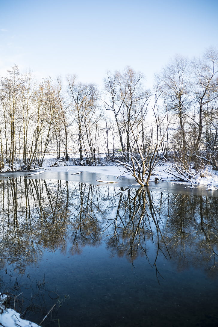winter, mirroring, trees, water, snow, nature, pond