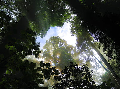 pădure, copac, Coroana, ceaţă, morgenstimmung, rază de soare