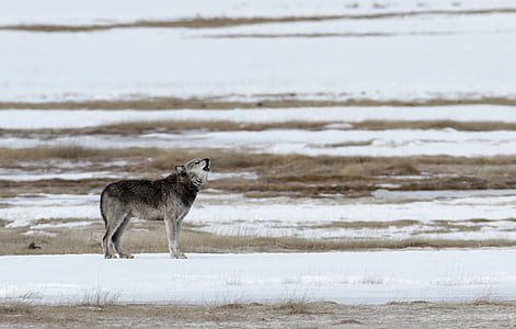 wolf, howling, lone, predator, snow, wildlife, nature