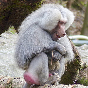 hamadryas baboon, monkey, baboon, ape, papio hamadryas, south east africa, animal