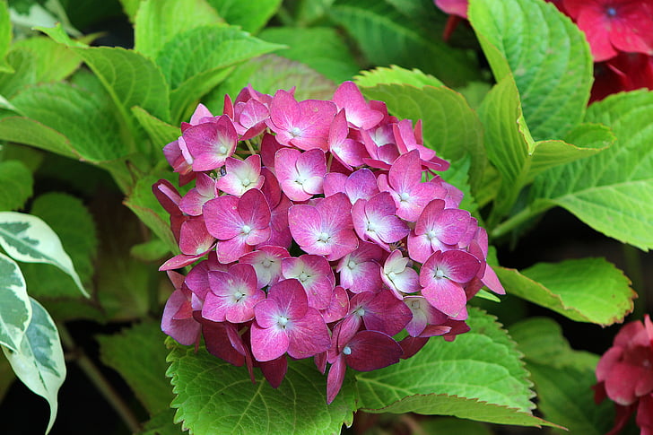 plants, flowers, spring