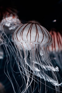 méduse, aquatique, animal, océan, sous l’eau, sombre, eau