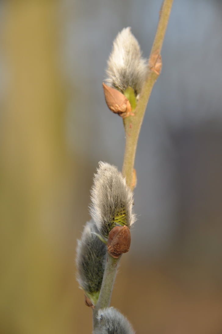 Pussy willow, jaro, větev, měkké, chlupatý, Příroda, závod