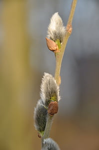 pussy willow, spring, branch, soft, hairy, nature, plant