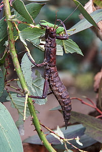 eurycantha calcarata, ทอร์นผีแมลง, แมลง, แมลงผี, สัตว์ขนาดเล็ก, สัตว์, ทำให้ตกใจ