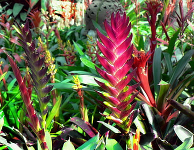 ecuador, red ginger, tropical flower, exotic, botany, alpinia purpurata
