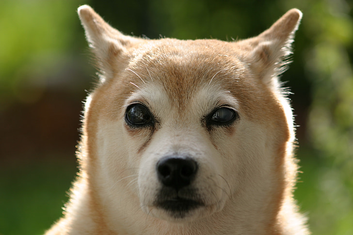 shiba inu, chien, aveugles