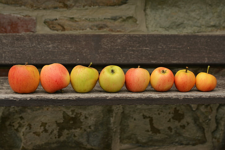 Apple, goldparmäne, fruit, oogst, serie, een rij, Bank
