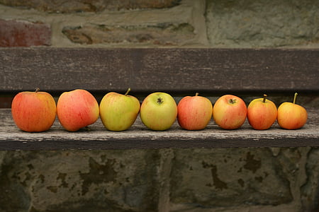 apple, goldparmäne, fruit, harvest, series, lined up, bank