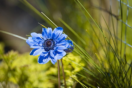 anemone, blue, blue anemone, flower, blue flower, garden, flower garden