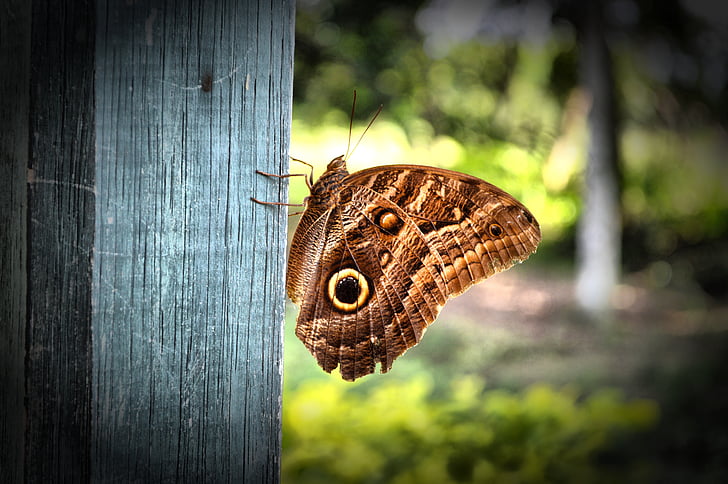 бабочка, Животные, животное, Крылья, позирует, Салон красоты, Природа