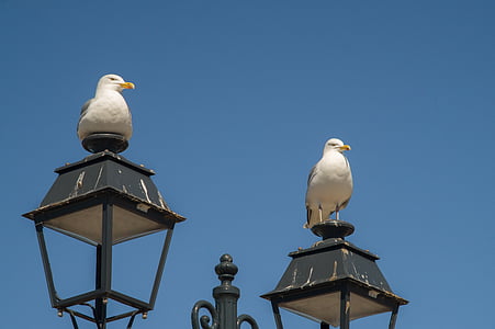 gulls, birds, sea, bird, animal, seagull, wildlife