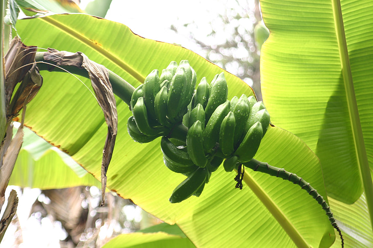 bananos, hojas, arbusto, planta, verde, tropical, árbol de plátano