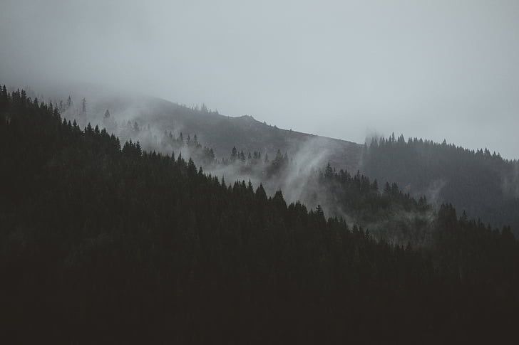 silueta, Foto, montañas, cubierto, nieblas, niebla, árbol