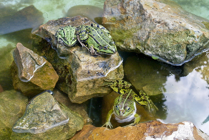 青蛙, 爬行动物, 池塘, 水, 游泳, 蟾蜍, 动物