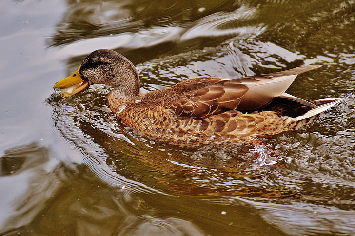 duck, water bird, poultry, plumage, water, feather, bird