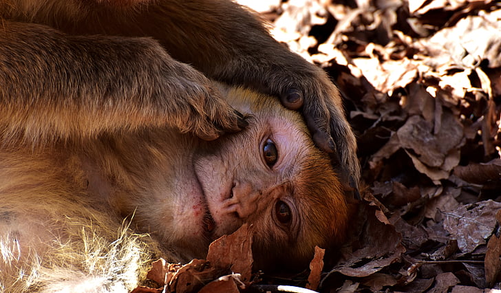 macacos de Berber, delouse, bonito, espécies ameaçadas de extinção, macaco montanha salem, animal, animal selvagem