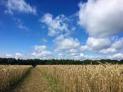 domaine, Ray, Sky, nature, paysage, Agriculture, Meadow